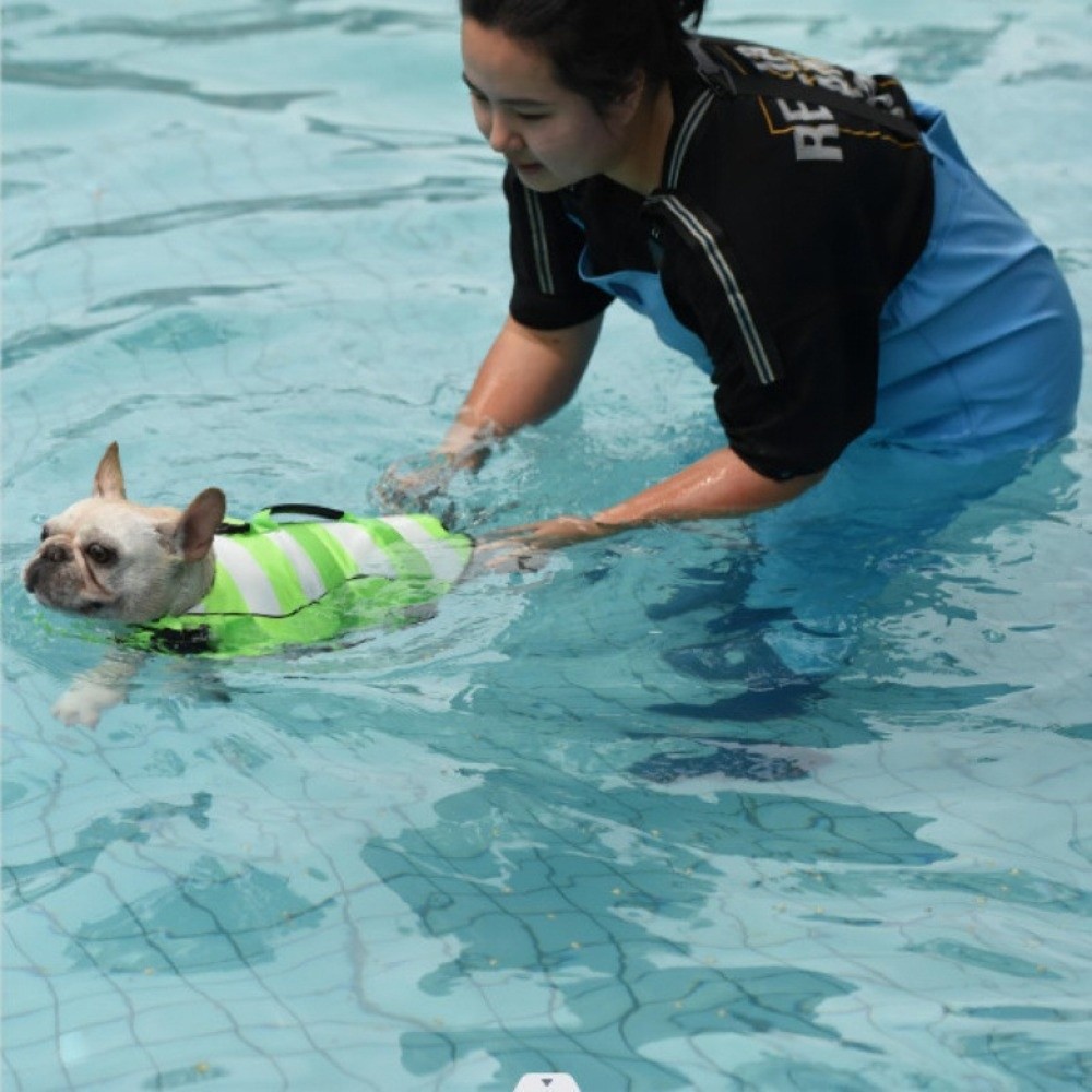 Reflective Dog Life Jacket Sup – обзор и цена Life Jacket Buoyancy