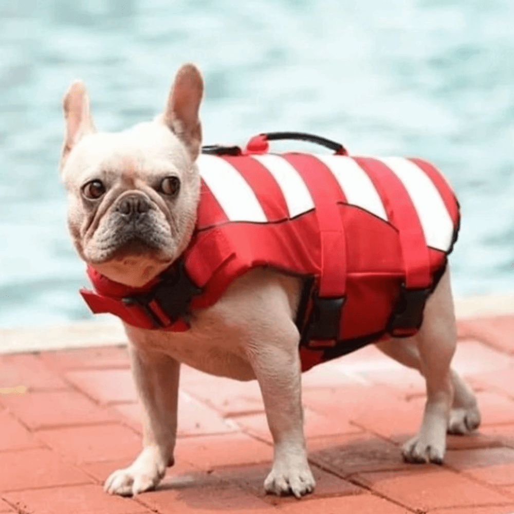 Reflective Dog Life Jacket Sup – обзор и цена Life Jacket Buoyancy